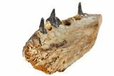 Cretaceous Crocodile Jaw Section With Composite Teeth #133346-2